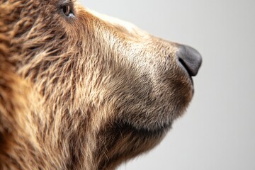 close up view of a bear