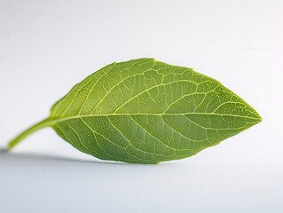 Obraz premium close up of a single green leaf with visible veins