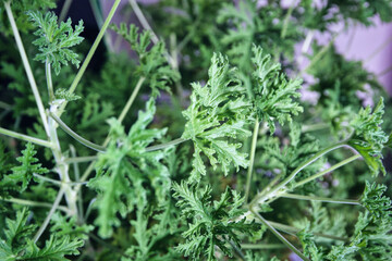 Close-Up of Green Lacy Plant Leaves