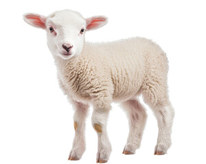 Fototapeta premium Isolated White Lamb Standing