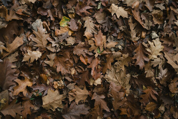 Autumn leaves on the ground