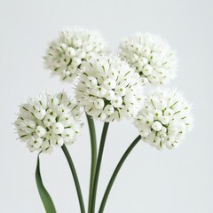 close up of white allium flowers
