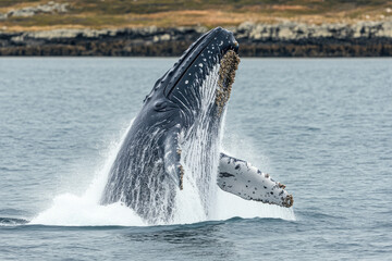 Naklejka premium Majestic humpback whale breaching in ocean waters