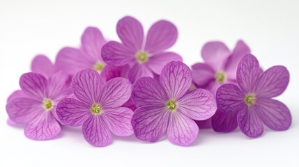 Fototapeta premium group of purple flowers on a white background