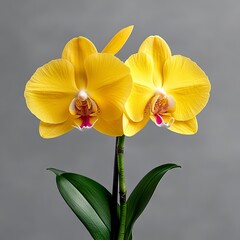 Obraz premium Two yellow orchids with green leaves on a gray background