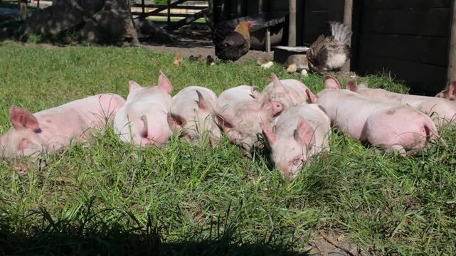 Several pigs rest in a grassy field. Peaceful farm animals enjoying the sun. AMBURY FARM, AUCKLAND, AUCKLAND, NEW ZEALAND