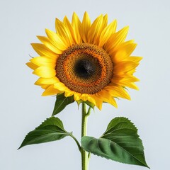 Fototapeta premium a close up of a sunflower on a white background