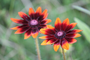 Rudbéckie hérissée (Rudbeckia hirta)