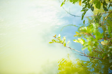 Obraz premium Dragonfly perched on a branch by a lake