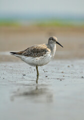 Red Knot on a blurred, colorful background. Coastal birds face habitat reduction, with foraging and breeding grounds affected by human development and changes due to climate change.