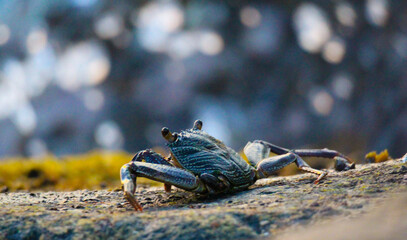 crab on a rock