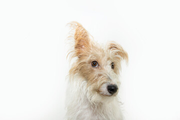 Funny portrait fox terrier puppy dog with one ear up listening and looking at camera. Isolated on...