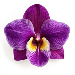 Fototapeta premium close up of a purple orchid flower