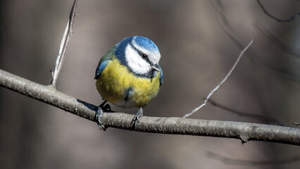 bird on a branch
