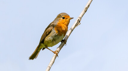 robin on branch