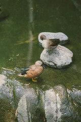 Pato Cuchara en el agua.