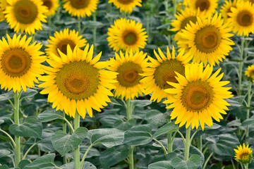 yellow flowers, agricultural products. photos of sunflowers.