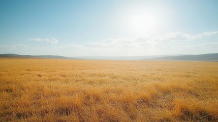 Golden grassland under bright sun, stretching horizon creates se