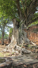 Overflowing Roots of a Tree