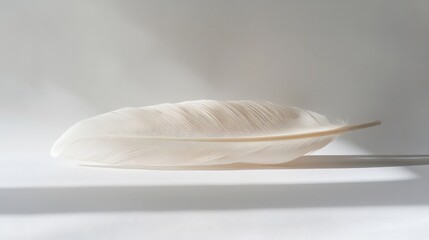 a single white feather resting on a white surface
