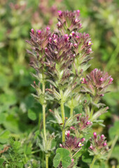wild plants, photos of various red wild flowers