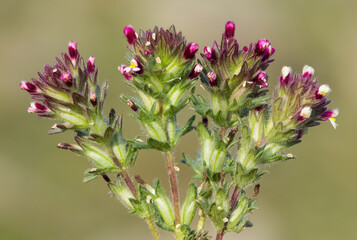 wild plants, photos of various red wild flowers