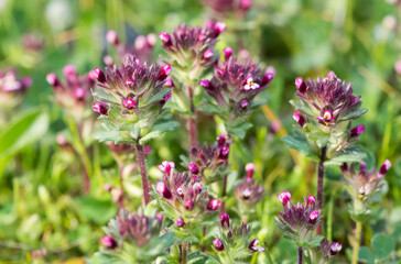 wild plants, photos of various red wild flowers