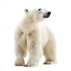 polar bear isolated on white background