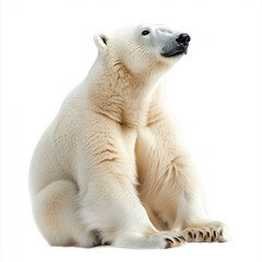 Fototapeta premium polar bear isolated on white background