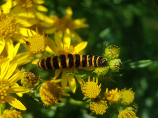 caterpillar butterfly summer