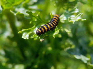 caterpillar butterfly summer
