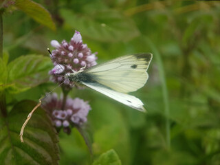 caterpillar butterfly summer