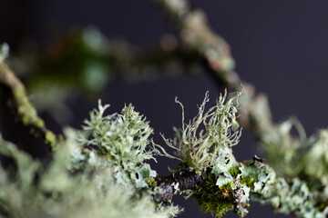 Close up of Dead Brunch with Pale Green Lichen and Moss Growing on It