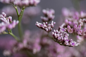 Macro Close up of Sea Lavender Flowers