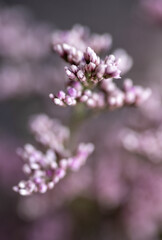 Macro Close up of Sea Lavender Flowers