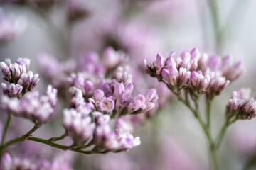 Macro Close up of Sea Lavender Flowers