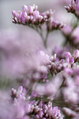Obraz premium Macro Close up of Sea Lavender Flowers