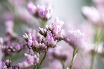 Fototapeta premium Macro Close up of Sea Lavender Flowers