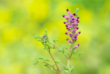 various interesting wild flower photos
