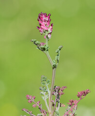various interesting wild flower photos