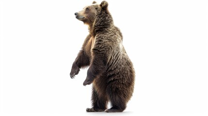 Fototapeta premium Alert Brown Bear Standing Upright