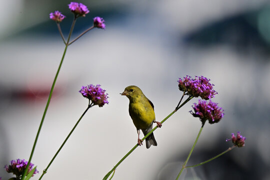 American Goldfinch on Flower