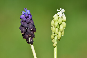 photos of wild flowers, wild hyacinths