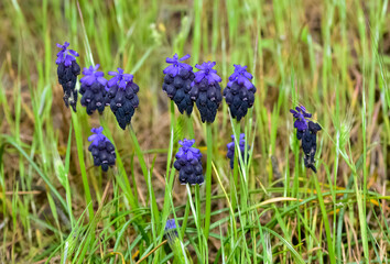 photos of wild flowers, wild hyacinths