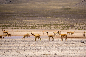 Vicuñas in the Andean Altiplano of Salinas Aguada Blanca National Park in Peru