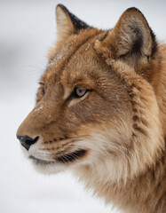 portrait of wild animals in snow, like tigers, lynxes, and wolves.