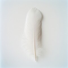 a white feather on a white background