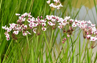 Flowering plants that grow in wetlands. aquatic plants with white flowers.