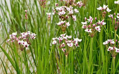 Flowering plants that grow in wetlands. aquatic plants with white flowers.