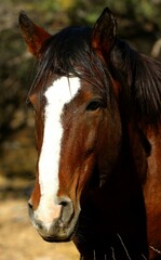 Portrait of a Wild Stallion 